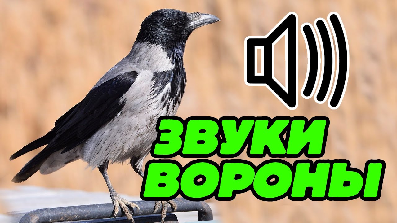 Ворон звуки и буквы. Ворона кар кар. Ворона голос. Карканье ворон. Карканье вороны.